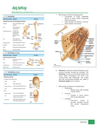 ANAPHY
WEEK 4 (SEPT 19 - 23, 2022) / PPT
7
JANUHAN
▪ Microscopic anatomy of spongy bone
▪ Composed of small, needlelike
pieces of bone called trabeculae
and open spaces
▪ Open spaces are filled by marrow,
blood vessels, and nerves
• Haversian canals are a series of tubes around
narrow channels formed by lamellae. The
Haversian canals surround blood vessels and
nerve fibers throughout the bone and
communicate with osteocytes. The canals
and the surrounding lamellae are called a
Haversian system (or an osteon)
▪ Microscopic anatomy of compact bone
▪ Osteocytes
▪ Mature bone cells situated
in bone matrix
▪ Lacunae
▪ Cavities in bone matrix
that house osteocytes
▪ Lamellae
▪ Concentric circles of
lacunae situated around
the central (Haversian)
canal
 
