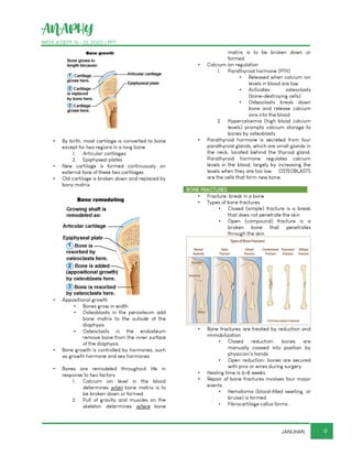 ANAPHY
WEEK 4 (SEPT 19 - 23, 2022) / PPT
9
JANUHAN
▪ By birth, most cartilage is converted to bone
except for two regions in a long bone
1. Articular cartilages
2. Epiphyseal plates
▪ New cartilage is formed continuously on
external face of these two cartilages
▪ Old cartilage is broken down and replaced by
bony matrix
▪ Appositional growth
▪ Bones grow in width
▪ Osteoblasts in the periosteum add
bone matrix to the outside of the
diaphysis
▪ Osteoclasts in the endosteum
remove bone from the inner surface
of the diaphysis
▪ Bone growth is controlled by hormones, such
as growth hormone and sex hormones
▪ Bones are remodeled throughout life in
response to two factors
1. Calcium ion level in the blood
determines when bone matrix is to
be broken down or formed
2. Pull of gravity and muscles on the
skeleton determines where bone
matrix is to be broken down or
formed
▪ Calcium ion regulation
1. Parathyroid hormone (PTH)
▪ Released when calcium ion
levels in blood are low
▪ Activates osteoclasts
(bone-destroying cells)
▪ Osteoclasts break down
bone and release calcium
ions into the blood
2. Hypercalcemia (high blood calcium
levels) prompts calcium storage to
bones by osteoblasts
▪ Parathyroid hormone is secreted from four
parathyroid glands, which are small glands in
the neck, located behind the thyroid gland.
Parathyroid hormone regulates calcium
levels in the blood, largely by increasing the
levels when they are too low. OSTEOBLASTS
are the cells that form new bone.
BONE FRACTURES
▪ Fracture: break in a bone
▪ Types of bone fractures
▪ Closed (simple) fracture is a break
that does not penetrate the skin
▪ Open (compound) fracture is a
broken bone that penetrates
through the skin
▪ Bone fractures are treated by reduction and
immobilization
▪ Closed reduction: bones are
manually coaxed into position by
physician’s hands
▪ Open reduction: bones are secured
with pins or wires during surgery
▪ Healing time is 6–8 weeks
▪ Repair of bone fractures involves four major
events
▪ Hematoma (blood-filled swelling, or
bruise) is formed
▪ Fibrocartilage callus forms
 
