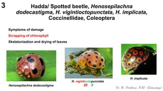 Bheda Insect Pests of Brinjal_Bionomics_IPM_Dr.UPR.pdf