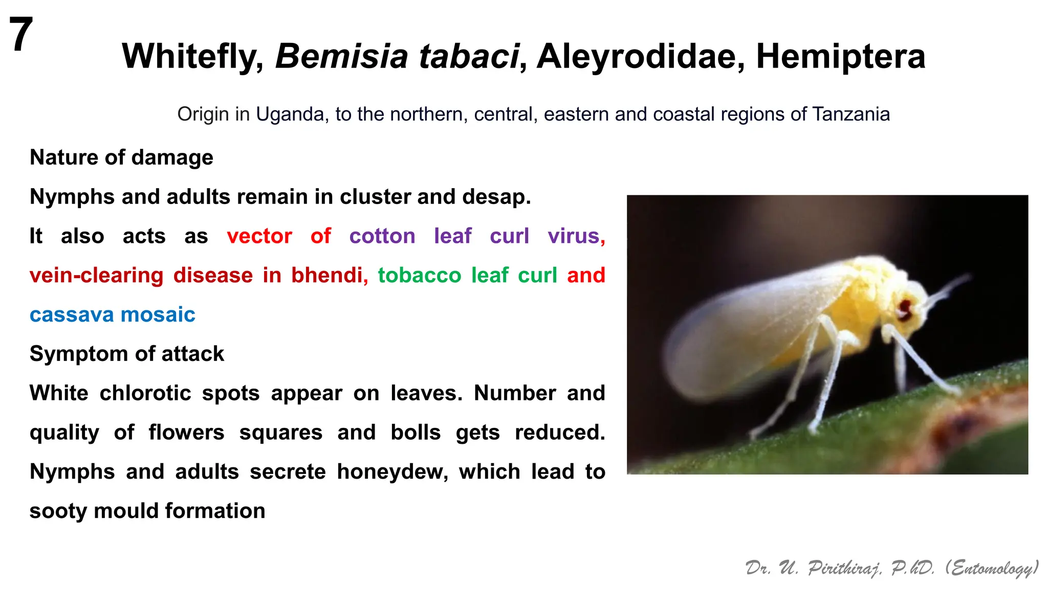 Bhimri Insect Pests of Bhendi_Bionomics_IPM_Dr.UPR.pdf