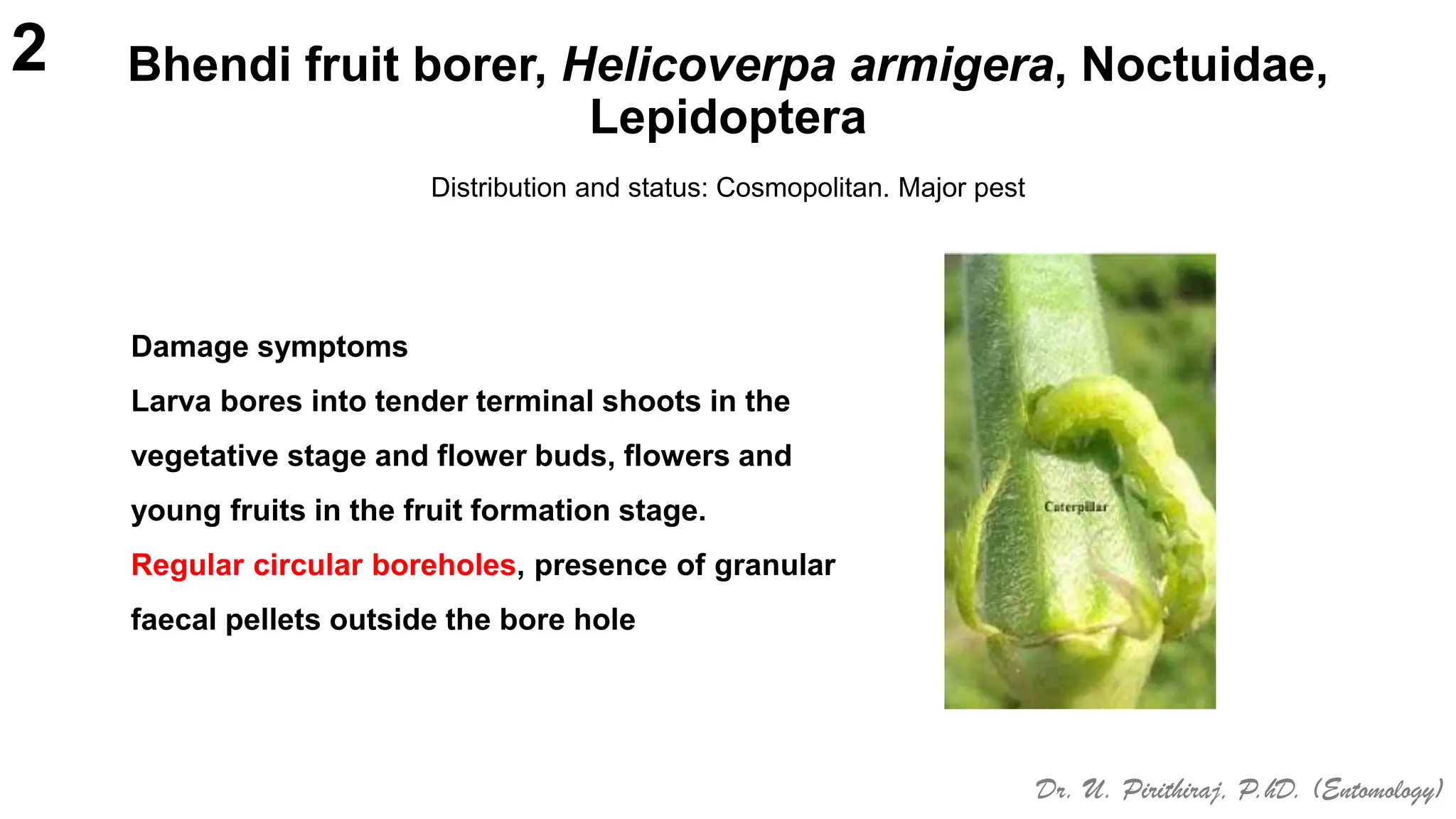 Bheda Insect Pests of Bhendi_Bionomics_IPM_Dr.UPR.pdf