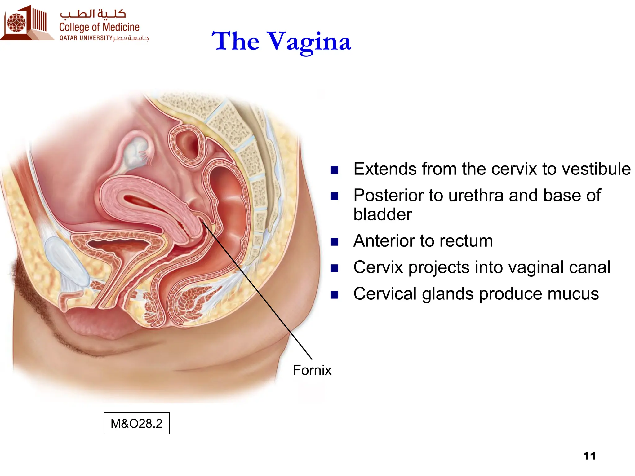 1 Female Reproductive System And Embryonic Development pdf 1 Female Reproductive System And Embryonic Development pdf