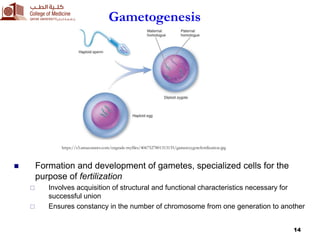 1. Female Reproductive System and Embryonic Development.pdf