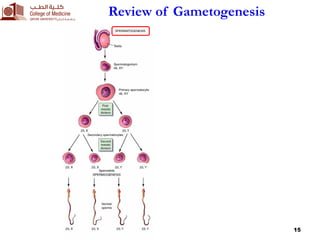 1. Female Reproductive System and Embryonic Development.pdf