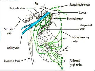 1.ANATOMY OF THE BREAST AND LYMPH NODE STATIONS OF BREASTppt | PPT