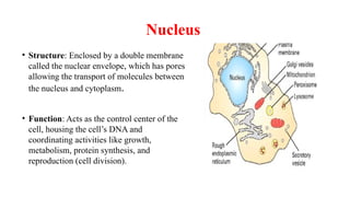Nucleus
• Structure: Enclosed by a double membrane
called the nuclear envelope, which has pores
allowing the transport of molecules between
the nucleus and cytoplasm.
• Function: Acts as the control center of the
cell, housing the cell’s DNA and
coordinating activities like growth,
metabolism, protein synthesis, and
reproduction (cell division).
 