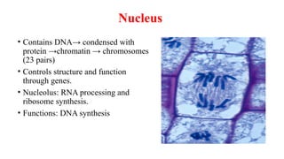 Nucleus
• Contains DNA→ condensed with
protein →chromatin → chromosomes
(23 pairs)
• Controls structure and function
through genes.
• Nucleolus: RNA processing and
ribosome synthesis.
• Functions: DNA synthesis
 