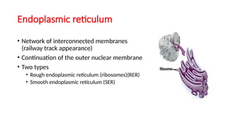 Endoplasmic reticulum
• Network of interconnected membranes
(railway track appearance)
• Continuation of the outer nuclear membrane
• Two types
• Rough endoplasmic reticulum (ribosomes)(RER)
• Smooth endoplasmic reticulum (SER)
 