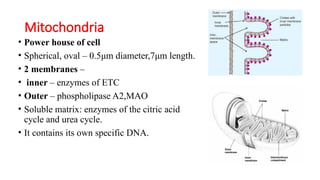 Mitochondria
• Power house of cell
• Spherical, oval – 0.5μm diameter,7μm length.
• 2 membranes –
• inner – enzymes of ETC
• Outer – phospholipase A2,MAO
• Soluble matrix: enzymes of the citric acid
cycle and urea cycle.
• It contains its own specific DNA.
 
