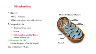 • Bilayer
OMM – Smooth
IMM – convolutes into folds - Cristae
2 Compartments
– Intermembrane space
– Matrix
– Mitochondria are the ‘Power
House’ of the Cell.
IMM contains the ETC
• Matrix- Enzymes of the TCA cycle,
Beta Oxidation of FA, etc.
Mitochondria
 