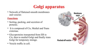 Golgi apparatus
• Network of flattened smooth membranes
and vesicles
Functions
• Sorting, packing, and secretion of
proteins.
• It is composed of Cis, Medial and Trans
cisternae.
• Glycoproteins transported from ER to
Cis, then to medial Golgi and finally trans
Golgi for temporary storage.
• Vesicle traffic in cell.
 