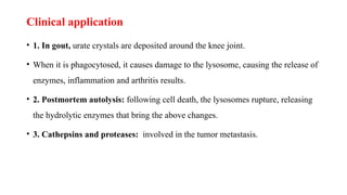 Clinical application
• 1. In gout, urate crystals are deposited around the knee joint.
• When it is phagocytosed, it causes damage to the lysosome, causing the release of
enzymes, inflammation and arthritis results.
• 2. Postmortem autolysis: following cell death, the lysosomes rupture, releasing
the hydrolytic enzymes that bring the above changes.
• 3. Cathepsins and proteases: involved in the tumor metastasis.
 
