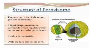 Cell & Cell organelles.  pptx