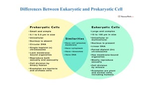 Differences Between Eukaryotic and Prokaryotic Cell
 