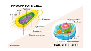 Cell & Cell organelles.  pptx