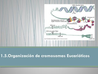1.5.Organización de cromosomas Eucarióticos
 