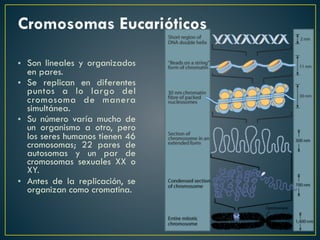 • Son lineales y organizados
en pares.
• Se replican en diferentes
puntos a lo largo del
cromosoma de manera
simultánea.
• Su número varía mucho de
un organismo a otro, pero
los seres humanos tienen 46
cromosomas; 22 pares de
autosomas y un par de
cromosomas sexuales XX o
XY.
• Antes de la replicación, se
organizan como cromatina.
Cromosomas Eucarióticos
 
