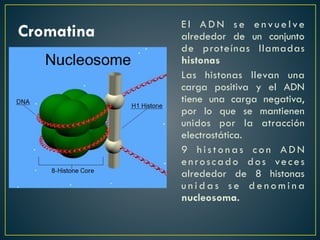 Cromatina
E l A D N s e e n v u e l ve
alrededor de un conjunto
de proteínas llamadas
histonas
Las histonas llevan una
carga positiva y el ADN
tiene una carga negativa,
por lo que se mantienen
unidos por la atracción
electrostática.
9 h i s t o n a s c o n A D N
enroscado dos veces
alrededor de 8 histonas
u n i d a s s e d e n o m i n a
nucleosoma.
 