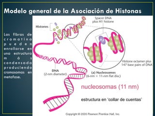 nucleosomas (11 nm)
estructura en ‘collar de cuentas’
Modelo general de la Asociación de Histonas
Las fibras de
c r o m a t i n a
p u e d e n
enrollarse en
una estructura
m á s
c o n d e n s a d a
p ro d u c i e n d o
cromosomas en
metafase.
 