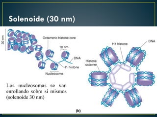 Solenoide (30 nm)
Los nucleosomas se van
enrollando sobre si mismos
(solenoide 30 nm)
 