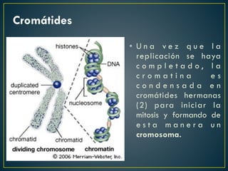 Cromátides
• U n a v e z q u e l a
replicación se haya
c o m p l e t a d o , l a
c r o m a t i n a e s
c o n d e n s a d a e n
cromátides hermanas
(2) para iniciar la
mitosis y formando de
e s t a m a n e r a u n
cromosoma.
 