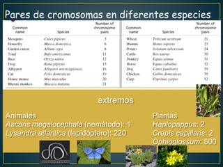 Animales
Ascaris megalocephala (nemátodo): 1
Lysandra atlantica (lepidóptero): 220
Plantas
Haplopappus: 2
Crepis capillaris: 2
Ophioglossum: 600
extremos
Pares de cromosomas en diferentes especies
 