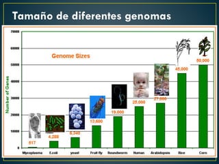 Tamaño de diferentes genomas
 
