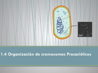 1.4 Organización de cromosomas Procarióticos
 