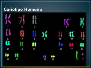 Cariotipo Humano
 