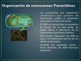Organización de cromosomas Procarióticos
• Los procariotas son organismos
unicelulares que carecen de
membranas unidas a organelos,
incluyendo la falta de núcleo
• El ADN en procariotas se encuentra
en forma de un solo bucle, de
doble hebra, a diferencia de los
cromosomas eucariotas lineales.
• Estos bucles "desnudos" de ADN se
unen a la membrana interna de las
células procariotas.
• También hay pequeños bucles ,
libres flotantes de ADN llamados
plásmidos
 