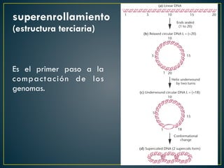 superenrollamiento
(estructura terciaria)
Es el primer paso a la
compactación de los
genomas.
 