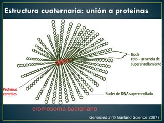 Estructura cuaternaria: unión a proteínas
cromosoma bacteriano
Genomes 3 (© Garland Science 2007)
 
