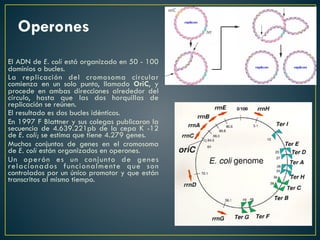 Operones
El ADN de E. coli está organizado en 50 - 100
dominios o bucles.
La replicación del cromosoma circular
comienza en un solo punto, llamado OriC, y
procede en ambas direcciones alrededor del
círculo, hasta que las dos horquillas de
replicación se reúnen.
El resultado es dos bucles idénticos.
En 1997 F Blattner y sus colegas publicaron la
secuencia de 4.639.221pb de la cepa K -12
de E. coli; se estima que tiene 4.279 genes.
Muchos conjuntos de genes en el cromosoma
de E. coli están organizados en operones.
Un operón es un conjunto de genes
relacionados funcionalmente que son
controlados por un único promotor y que están
transcritos al mismo tiempo.
 