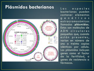 Plásmidos bacterianos L a s e s p e c i e s
bacterianas pueden
contener elementos
g e n é t i c o s
extracromosómicos
llamados plásmidos.
Estos son moléculas de
A D N c i r c u l a r e s
pequeñas que, cuando
e s t á n p r e s e n t e s,
varían en número de
uno a treinta copias
idénticas por célula.
Los plásmidos incluyen
genes como el factor
de la fertilidad, o
genes de resistencia a
fármacos.
 