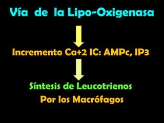 Vía de la Lipo-Oxigenasa
Incremento Ca+2 IC: AMPc, IP3
Síntesis de Leucotrienos
Por los Macrófagos
 