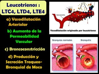 a) Vasodilatación
Arteriolar
b) Aumento de la
Permeabilidad
Vascular
c) Broncoconstricción
d) Producción y
Secreción Traqueo-
Bronquial de Moco
Leucotrienos :
LTC4, LTD4, LTE4
Vasodilatación originada por leucotrienos
 