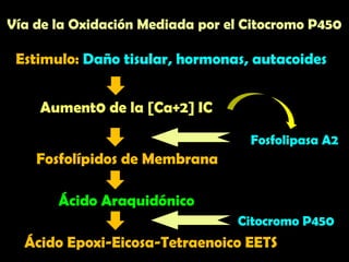 Vía de la Oxidación Mediada por el Citocromo P450
Estimulo: Daño tisular, hormonas, autacoides
Aument0 de la [Ca+2] IC
Fosfolípidos de Membrana
Ácido Araquidónico
Ácido Epoxi-Eicosa-Tetraenoico EETS
Citocromo P450
Fosfolipasa A2
 