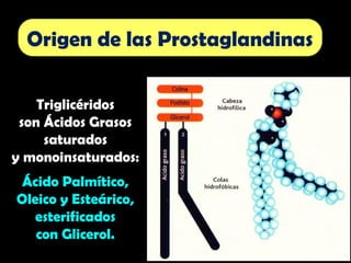 Triglicéridos
son Ácidos Grasos
saturados
y monoinsaturados:
Ácido Palmítico,
Oleico y Esteárico,
esterificados
con Glicerol.
Origen de las Prostaglandinas
 