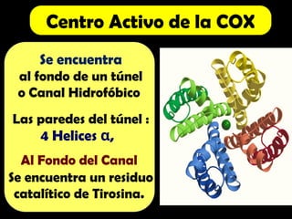 Centro Activo de la COX
Se encuentra
al fondo de un túnel
o Canal Hidrofóbico
Las paredes del túnel :
4 Helices ,
α
Al Fondo del Canal
Se encuentra un residuo
catalítico de Tirosina.
 
