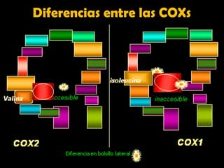 Diferencias entre las COXs
 