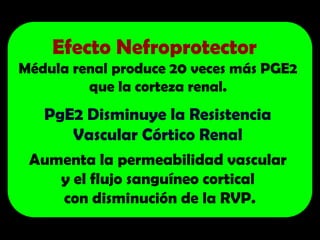 Efecto Nefroprotector
Médula renal produce 20 veces más PGE2
que la corteza renal.
PgE2 Disminuye la Resistencia
Vascular Córtico Renal
Aumenta la permeabilidad vascular
y el flujo sanguíneo cortical
con disminución de la RVP.
 