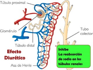 Inhibe
La reabsorción
de sodio en los
túbulos renales
Efecto
Diurético
 