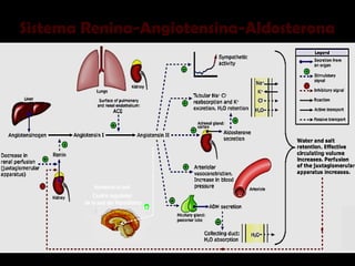 Sistema Renina-Angiotensina-Aldosterona
Centro regulador
de la sed del Hipotálamo
+
Aumenta la sed
 