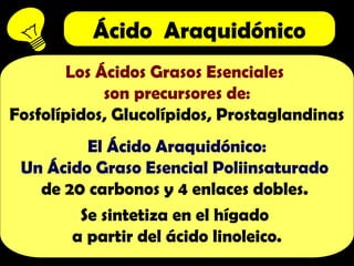 Ácido Araquidónico
Los Ácidos Grasos Esenciales
son precursores de:
Fosfolípidos, Glucolípidos, Prostaglandinas
El Ácido Araquidónico:
Un Ácido Graso Esencial Poliinsaturado
de 20 carbonos y 4 enlaces dobles.
Se sintetiza en el hígado
a partir del ácido linoleico.
 