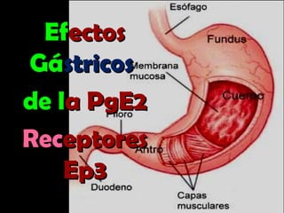Ef
Efectos
ectos
Gá
Gástricos
stricos
de l
de la PgE2
a PgE2
Rec
Receptores
eptores
Ep3
Ep3
 