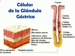 Células
de la Glándula
Gástrica
 
