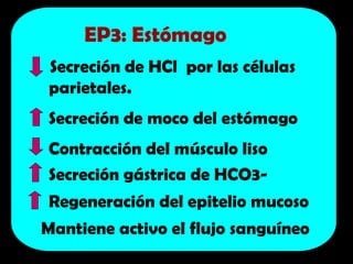 Secreción de HCl por las células
parietales.
Secreción de moco del estómago
Contracción del músculo liso
Secreción gástrica de HCO3-
Regeneración del epitelio mucoso
Mantiene activo el flujo sanguíneo
EP3: Estómago
 