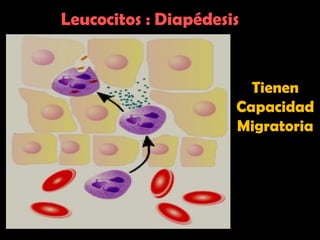 Leucocitos : Diapédesis
Tienen
Capacidad
Migratoria
 