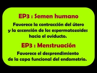 EP3 : Semen humano
Favorece la contracción del útero
y la ascensión de los espermatozoides
hacia el oviducto.
EP3 : Menstruación
Favorece el desprendimiento
de la capa funcional del endometrio.
 