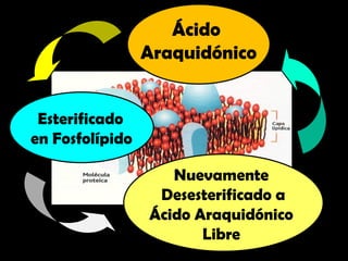 Ácido
Araquidónico
Nuevamente
Desesterificado a
Ácido Araquidónico
Libre
Esterificado
en Fosfolípido
 